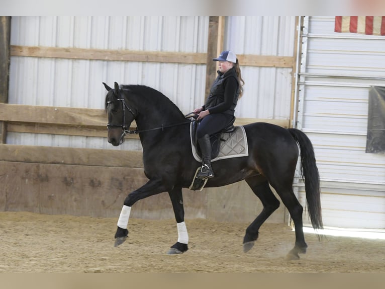 Konie fryzyjskie Klacz 7 lat 163 cm Kara in Oelwein