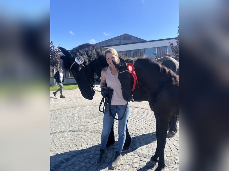 Konie fryzyjskie Klacz 7 lat 164 cm Kara in Taunusstein