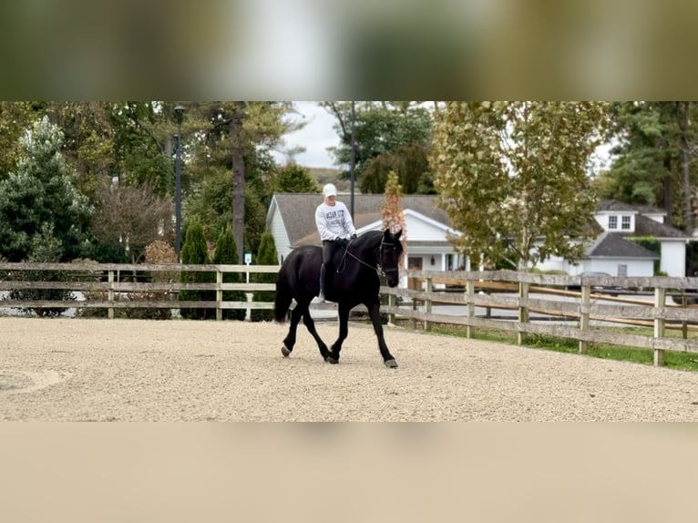 Konie fryzyjskie Mix Klacz 7 lat 165 cm Kara in Gap