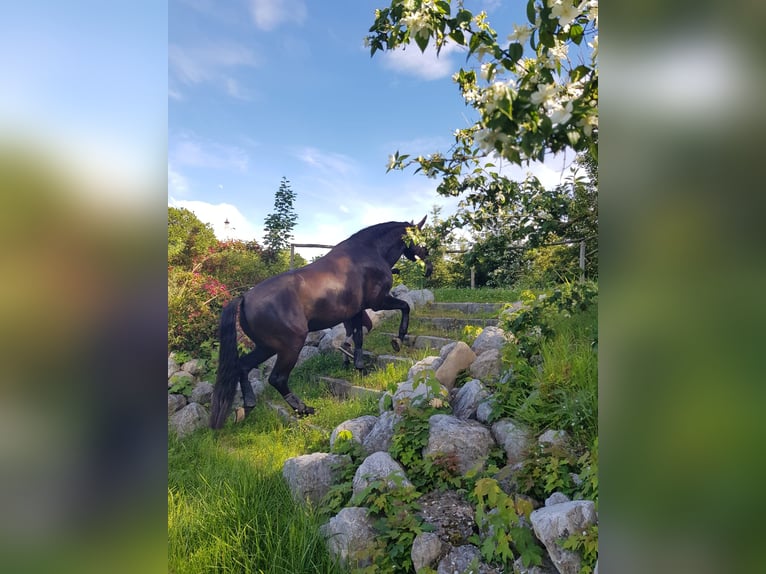 Konie fryzyjskie Klacz 7 lat 165 cm Kara in We&#xDF;ling