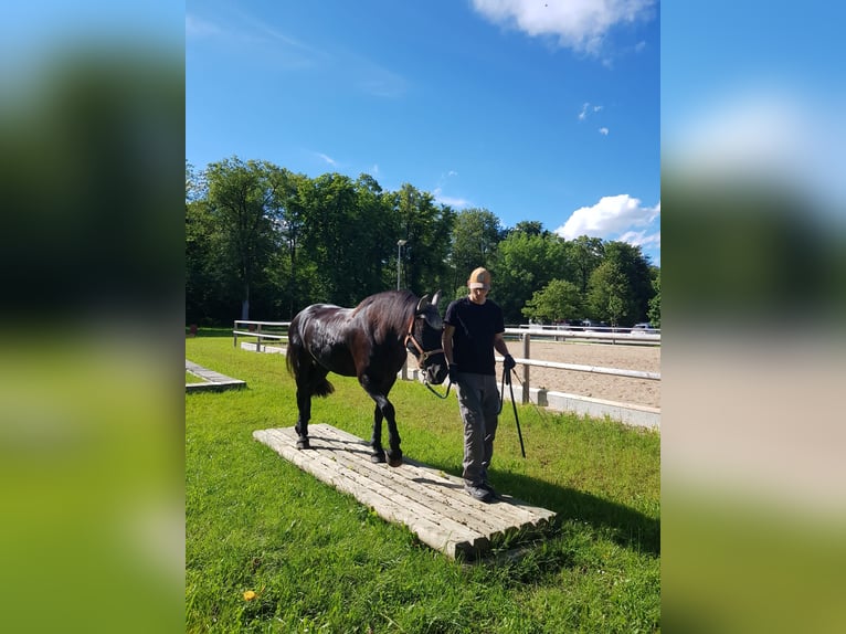 Konie fryzyjskie Klacz 7 lat 165 cm Kara in We&#xDF;ling