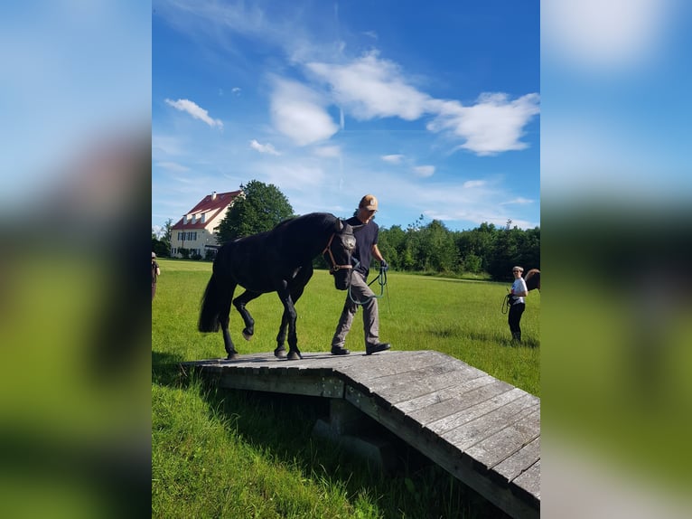 Konie fryzyjskie Klacz 7 lat 165 cm Kara in We&#xDF;ling