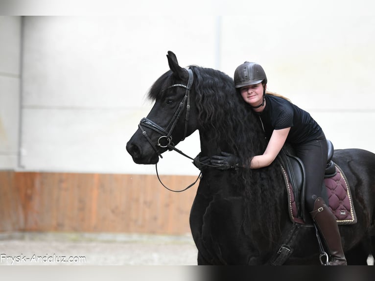 Konie fryzyjskie Klacz 7 lat 165 cm Kara in Mijnsheerenland