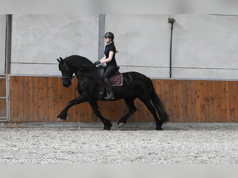 Konie fryzyjskie Klacz 7 lat 165 cm Kara in Mijnsheerenland