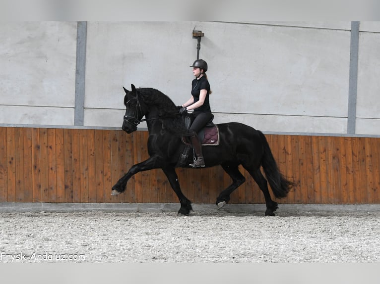 Konie fryzyjskie Klacz 7 lat 165 cm Kara in Mijnsheerenland
