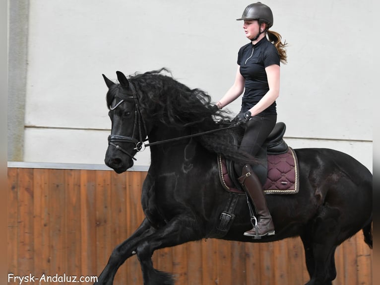 Konie fryzyjskie Klacz 7 lat 165 cm Kara in Mijnsheerenland