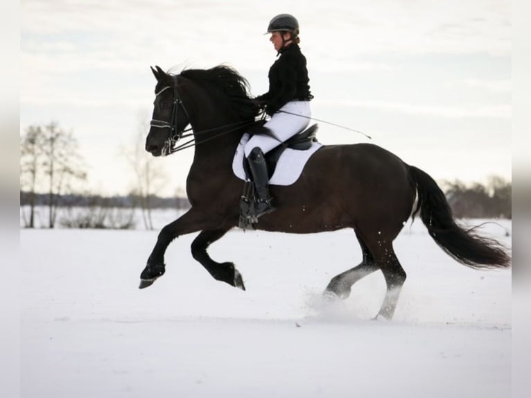 Konie fryzyjskie Klacz 7 lat 165 cm Kara in Drouwenermond