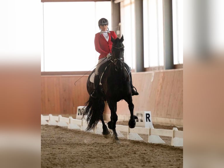 Konie fryzyjskie Klacz 7 lat 166 cm Kara in Radonice