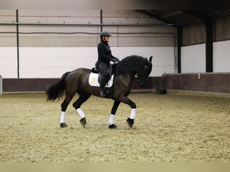 Konie fryzyjskie Klacz 7 lat 168 cm Kara in Zuid-Beijerland