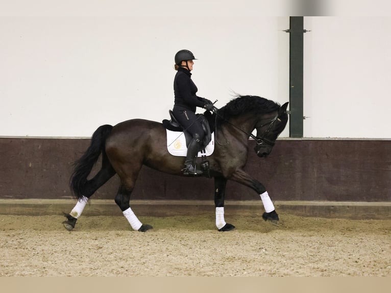 Konie fryzyjskie Klacz 7 lat 168 cm Kara in Zuid-Beijerland