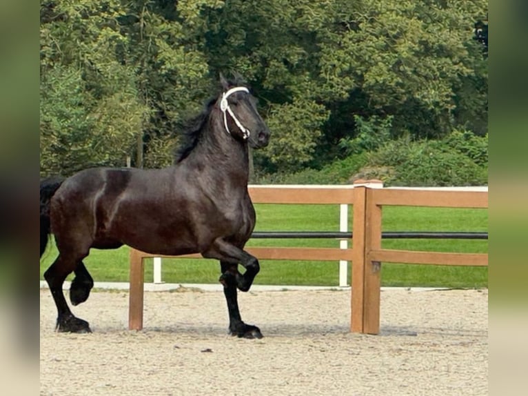 Konie fryzyjskie Klacz 7 lat 174 cm Kara in Drachten