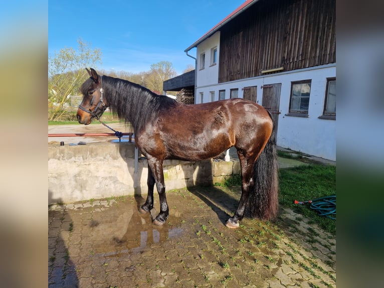 Konie fryzyjskie Mix Klacz 8 lat 156 cm Gniada in Bamberg
