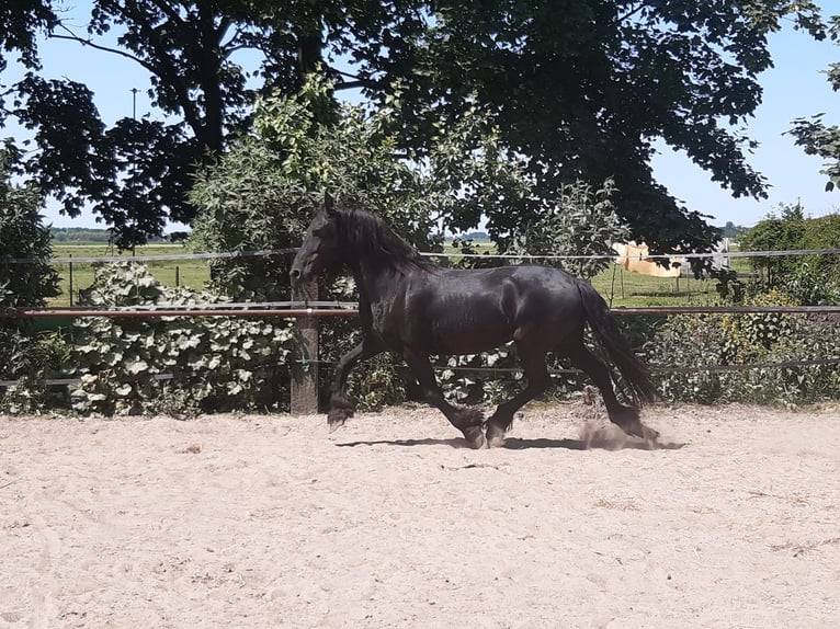 Konie fryzyjskie Klacz 8 lat 160 cm Kara in Tzummarum