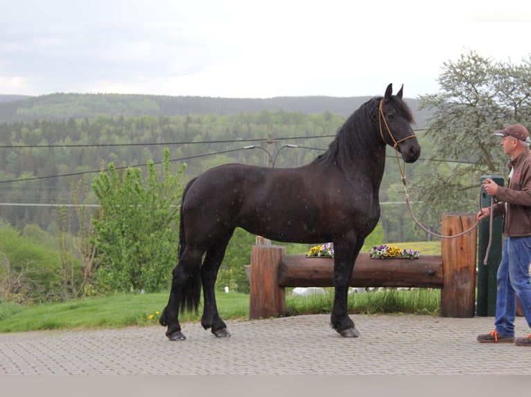 Konie fryzyjskie Klacz 8 lat 163 cm Kara in Marienberg