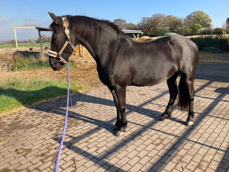 Konie fryzyjskie Klacz 8 lat 164 cm Kara in Greifswald