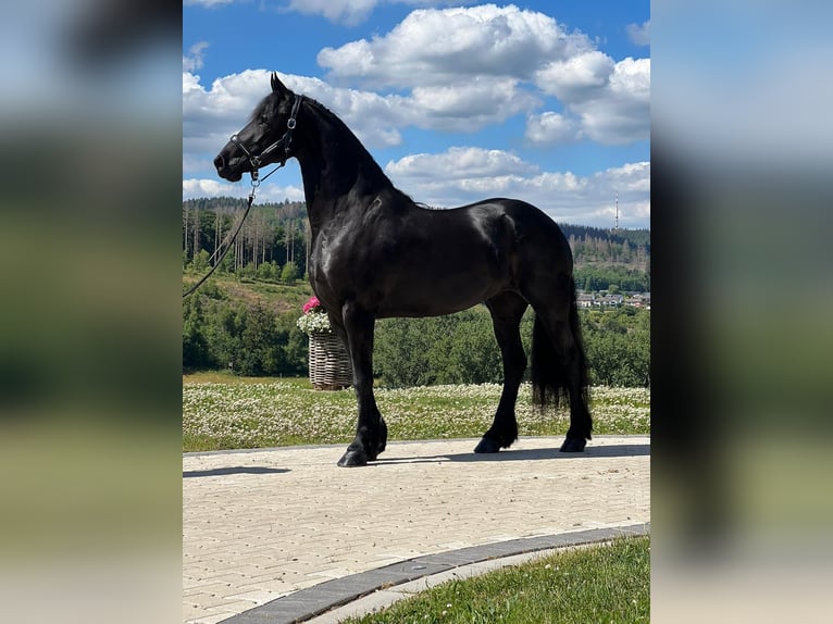 Konie fryzyjskie Klacz 8 lat 164 cm Kara in Taunusstein