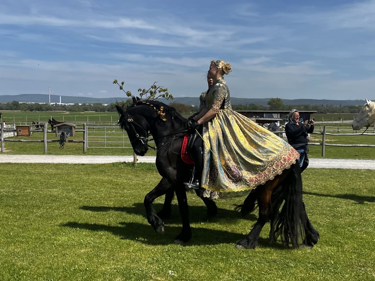 Konie fryzyjskie Klacz 8 lat 164 cm Kara in Stallhofen