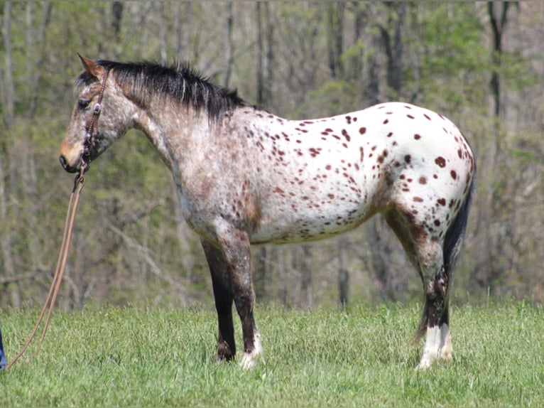 Konie fryzyjskie Klacz 8 lat Cisawa in Rineyville KY