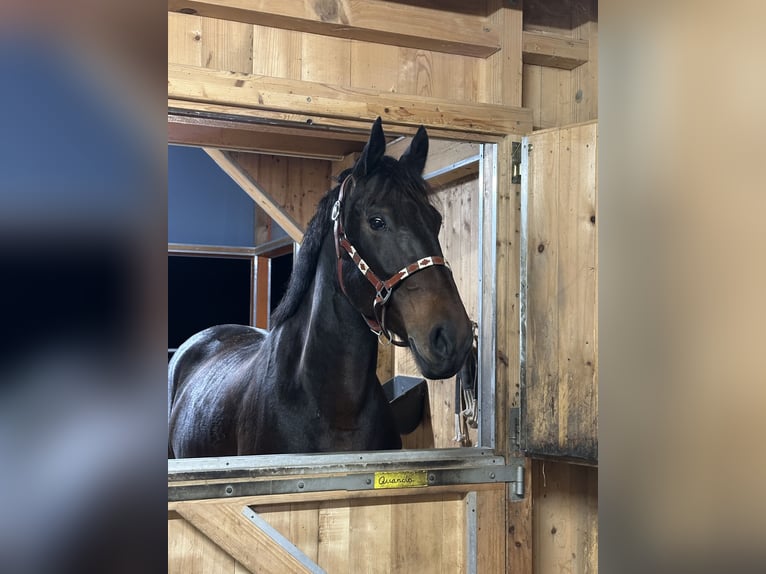 Konie fryzyjskie Mix Klacz 9 lat 160 cm Ciemnogniada in Horgen