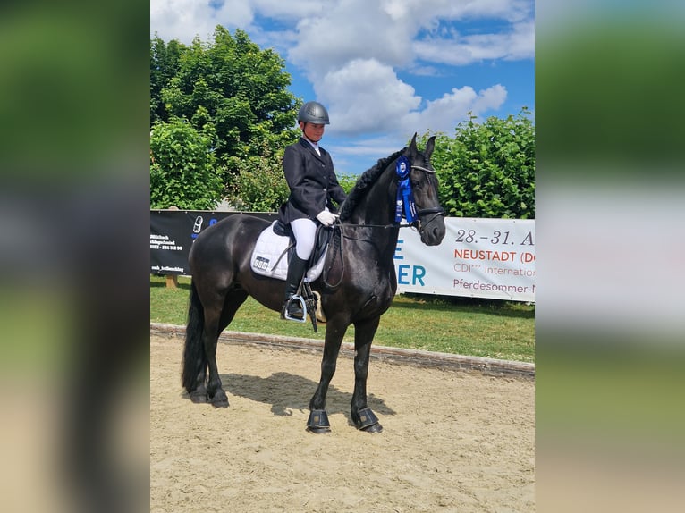Konie fryzyjskie Klacz 9 lat 163 cm Kara in Sontra