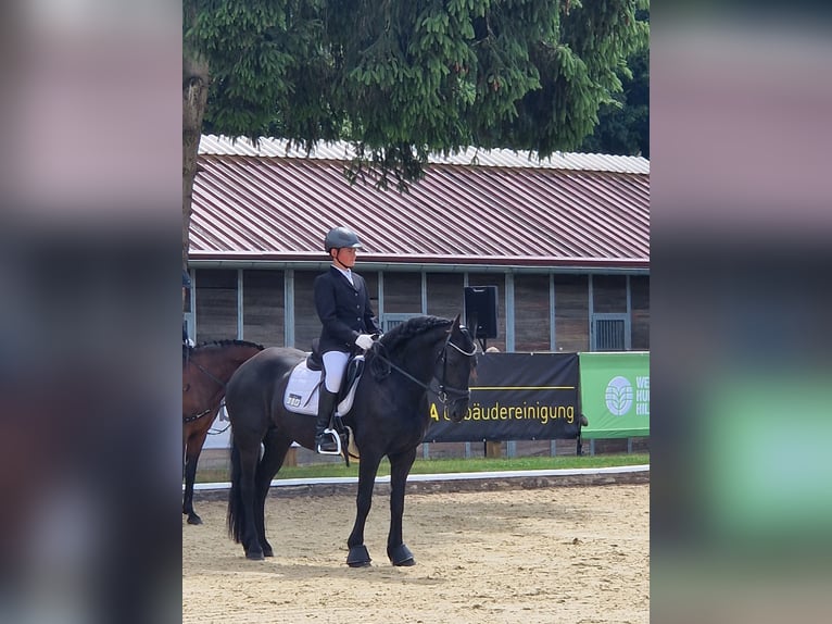 Konie fryzyjskie Klacz 9 lat 163 cm Kara in Sontra
