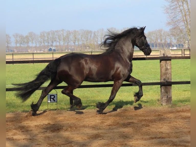 Konie fryzyjskie Klacz 9 lat 163 cm Kara in Stegeren