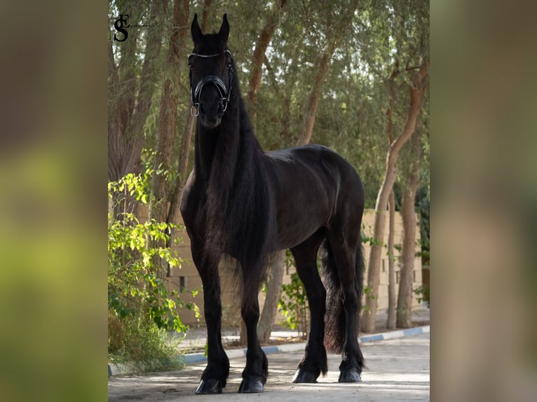 Konie fryzyjskie Klacz 9 lat 164 cm Kara in Dubai