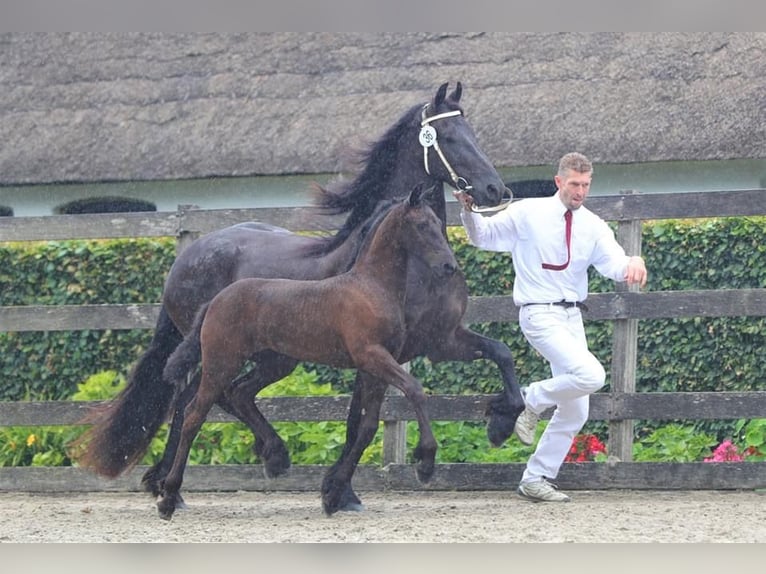 Konie fryzyjskie Klacz 9 lat 165 cm Kara in Vianen