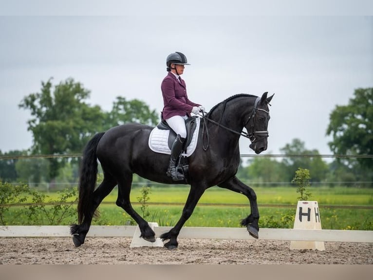 Konie fryzyjskie Klacz 9 lat 165 cm Kara in Lemele