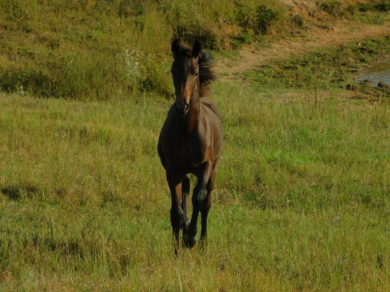 Konie fryzyjskie Klacz Źrebak (06/2025) 163 cm Ciemnogniada in Lobelville
