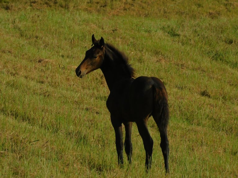 Konie fryzyjskie Klacz Źrebak (06/2025) 163 cm Ciemnogniada in Lobelville