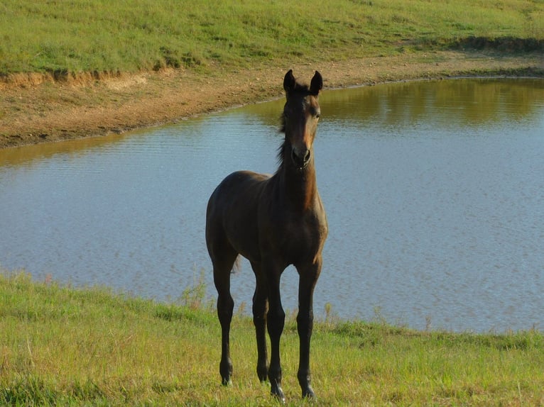 Konie fryzyjskie Klacz Źrebak (06/2025) 163 cm Ciemnogniada in Lobelville