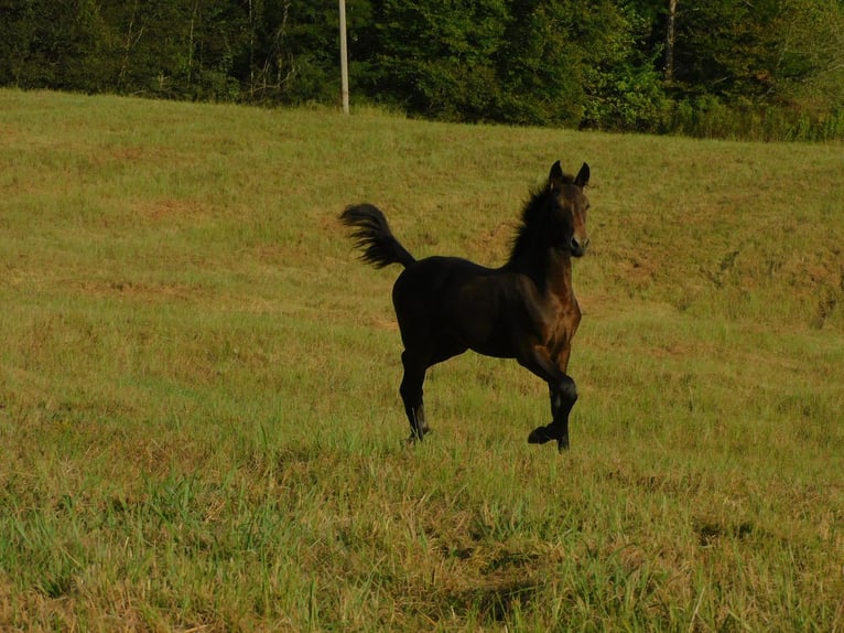 Konie fryzyjskie Klacz Źrebak (06/2025) 163 cm Ciemnogniada in Lobelville