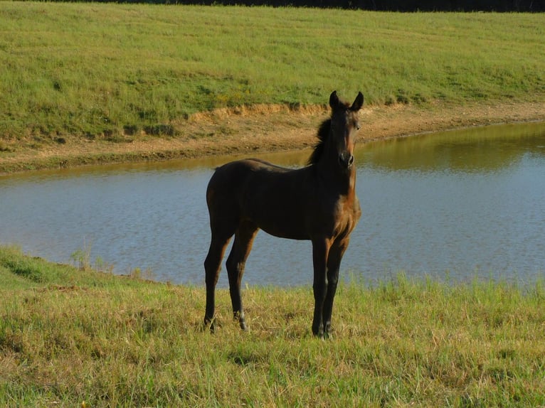 Konie fryzyjskie Klacz Źrebak (06/2025) 163 cm Ciemnogniada in Lobelville