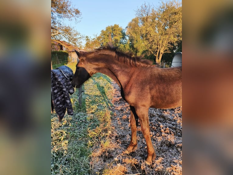 Konie fryzyjskie Klacz Źrebak (05/2025) 165 cm Kara in P&#x159;erov