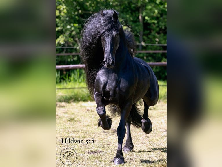Konie fryzyjskie Klacz Źrebak (05/2025) 165 cm Kara in P&#x159;erov