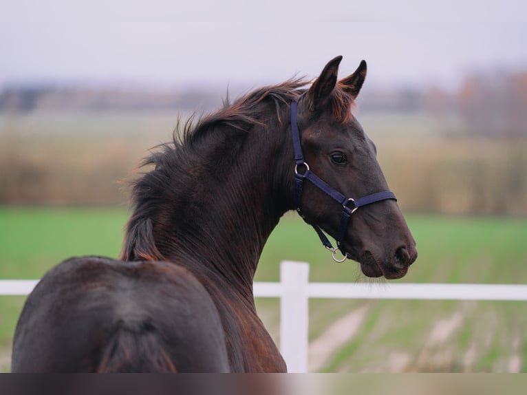 Konie fryzyjskie Klacz Źrebak (06/2025) Kara in Brańsk