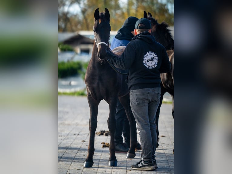 Konie fryzyjskie Klacz Źrebak (06/2025) Kara in Brańsk