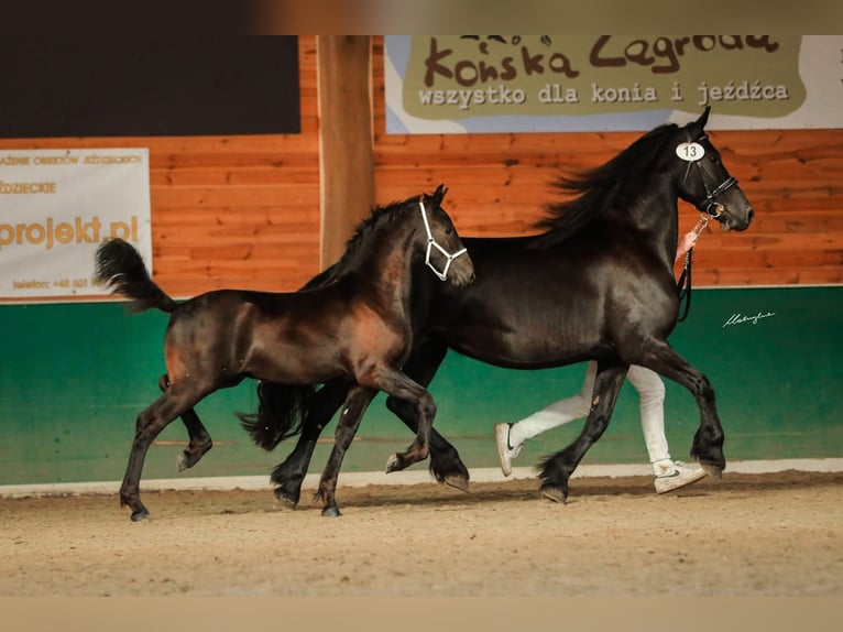Konie fryzyjskie Klacz Źrebak (06/2025) Kara in Brańsk