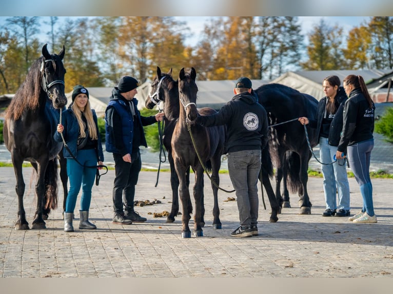 Konie fryzyjskie Klacz Źrebak (06/2025) Kara in Brańsk