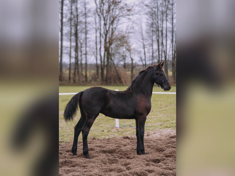 Konie fryzyjskie Klacz Źrebak (06/2025) Kara in Brańsk