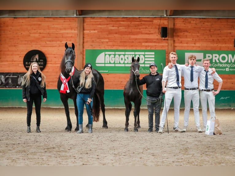 Konie fryzyjskie Klacz Źrebak (06/2025) Kara in Brańsk