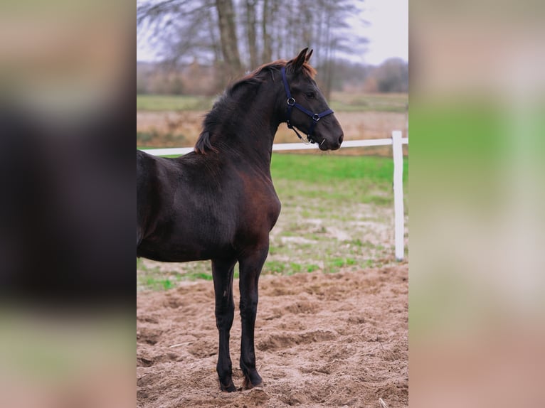 Konie fryzyjskie Klacz Źrebak (06/2025) Kara in Brańsk