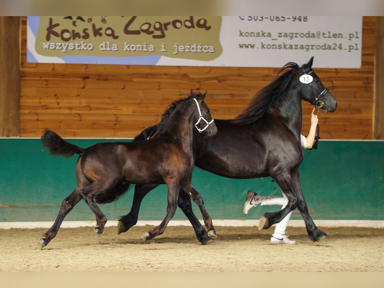 Konie fryzyjskie Klacz Źrebak (06/2025) Kara in Brańsk