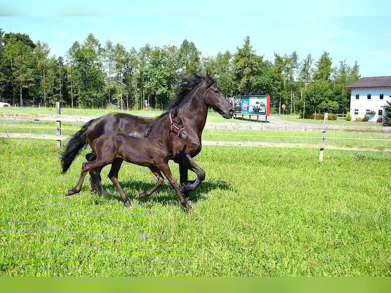 Konie fryzyjskie Klacz Źrebak (06/2025) in Oberweis