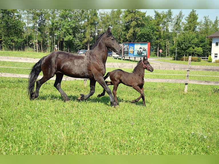 Konie fryzyjskie Klacz Źrebak (06/2025) in Oberweis