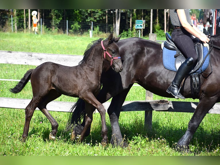 Konie fryzyjskie Klacz Źrebak (06/2025) in Oberweis