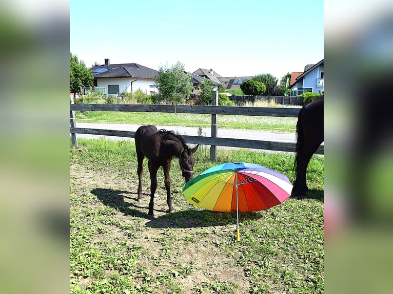 Konie fryzyjskie Klacz Źrebak (06/2025) in Oberweis