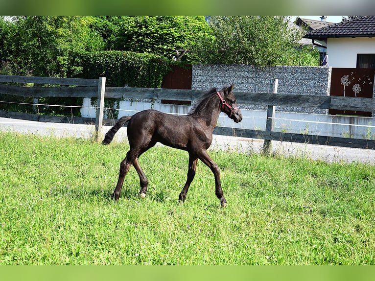 Konie fryzyjskie Klacz Źrebak (06/2025) in Oberweis
