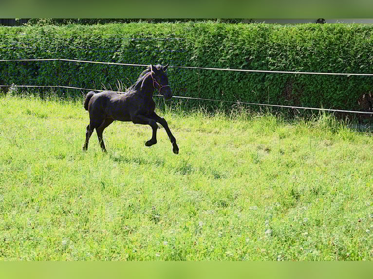 Konie fryzyjskie Klacz Źrebak (06/2025) in Oberweis